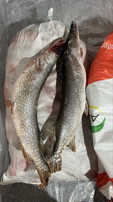 Продам свежую рыбу Щука