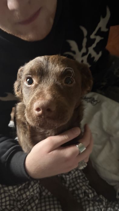 donez catel, talie mica