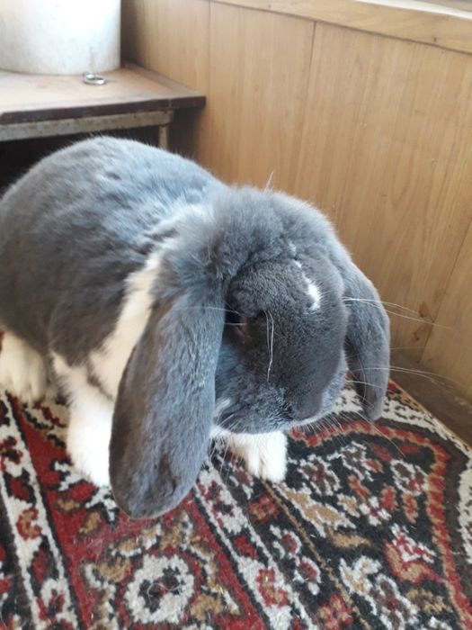 кролы фр бараны.