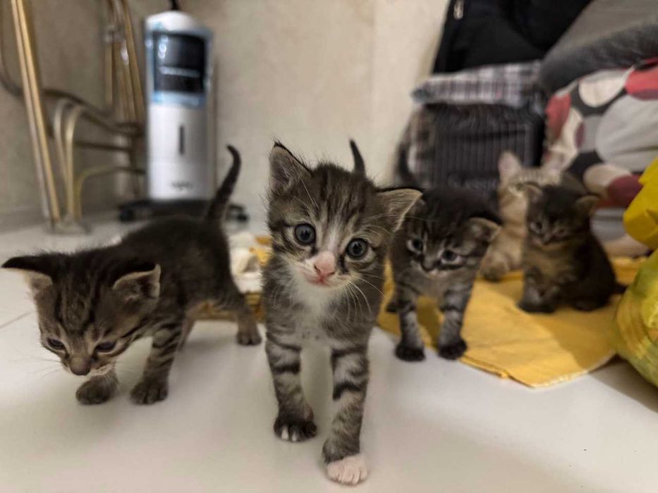 Отдадим домашних котят в добрые руки