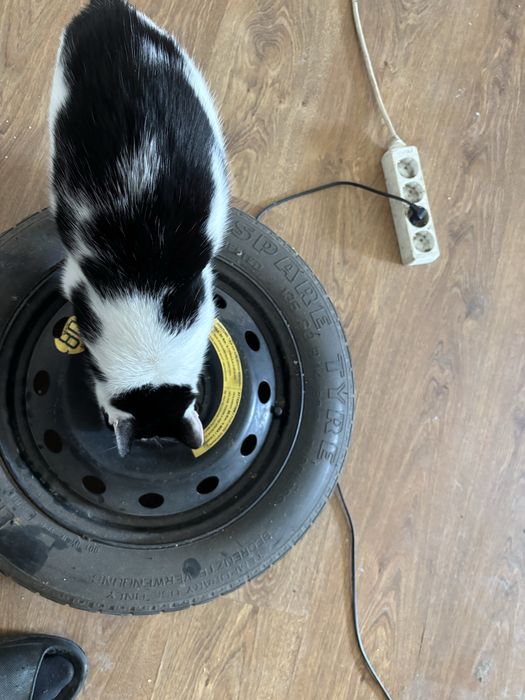 Vand janta rezerva fiat punto 2001