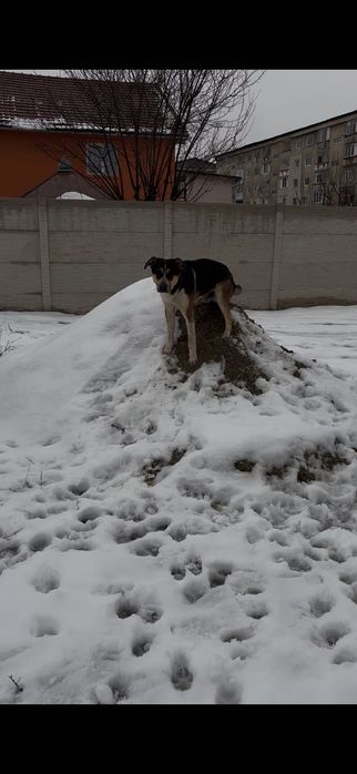 Catelusul nostru isi cauta un adapost !!!