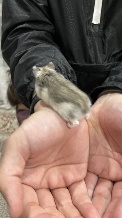 Продается хомячок