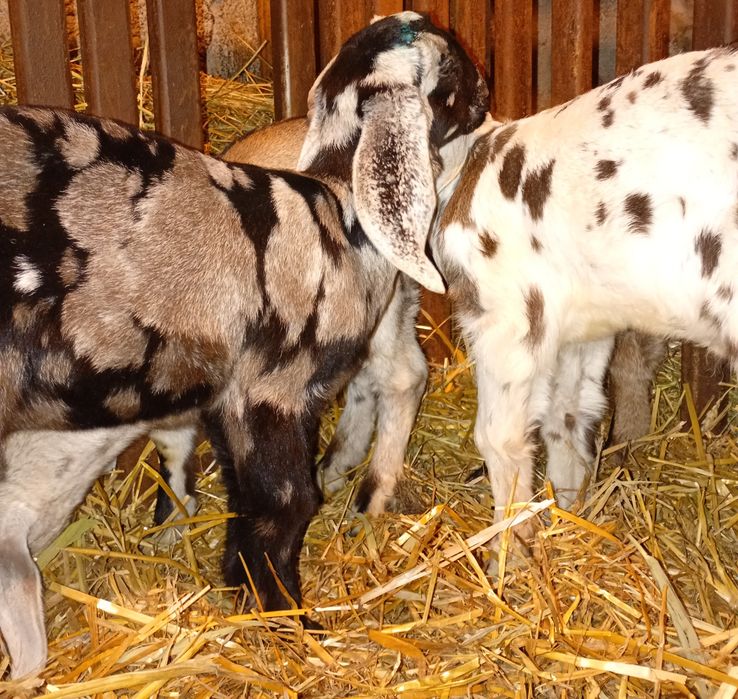 Anglonubiene ieduțe si iezi de vânzare