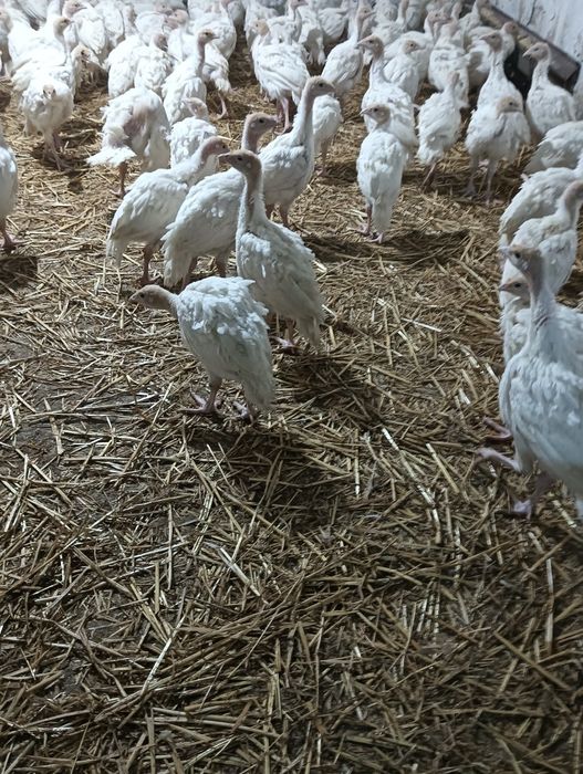 Pui de curca , rase de carne