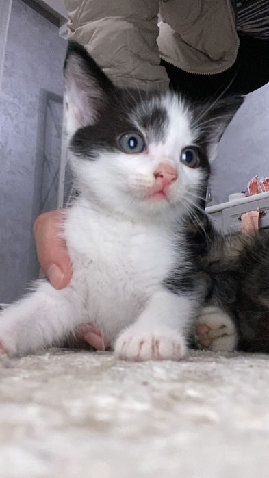 Красивые котятки
