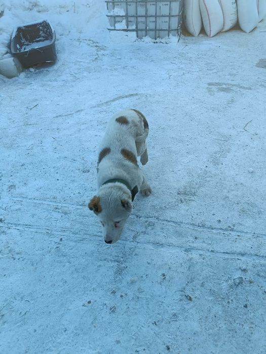 Продам Щенка алабай