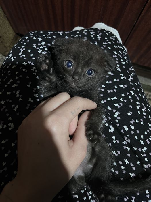 Отдам котенка в добрые руки