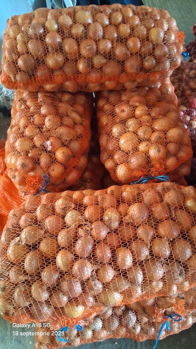 Ceapă albă și roșie de vânzare!