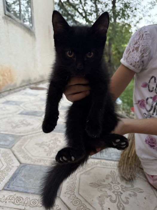 Котята отдам бесплатно