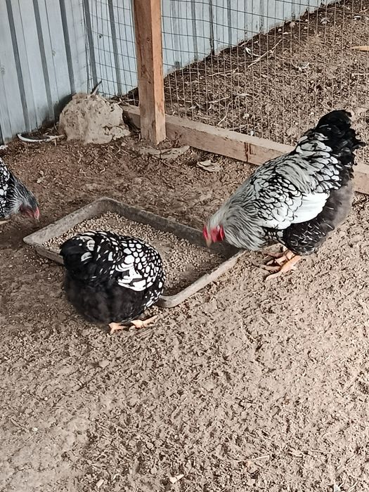 Куры Виандот Серебро