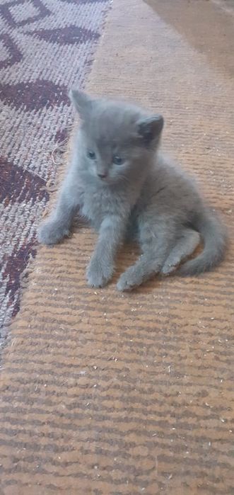 Котенок в подарок