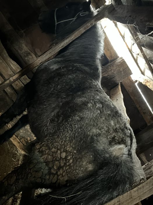 Продам кобылу с откорма