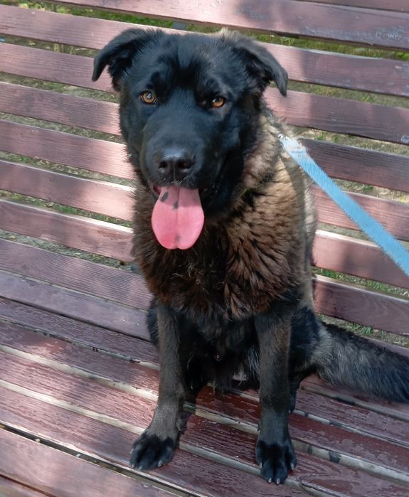 Собака ищет хороший дом