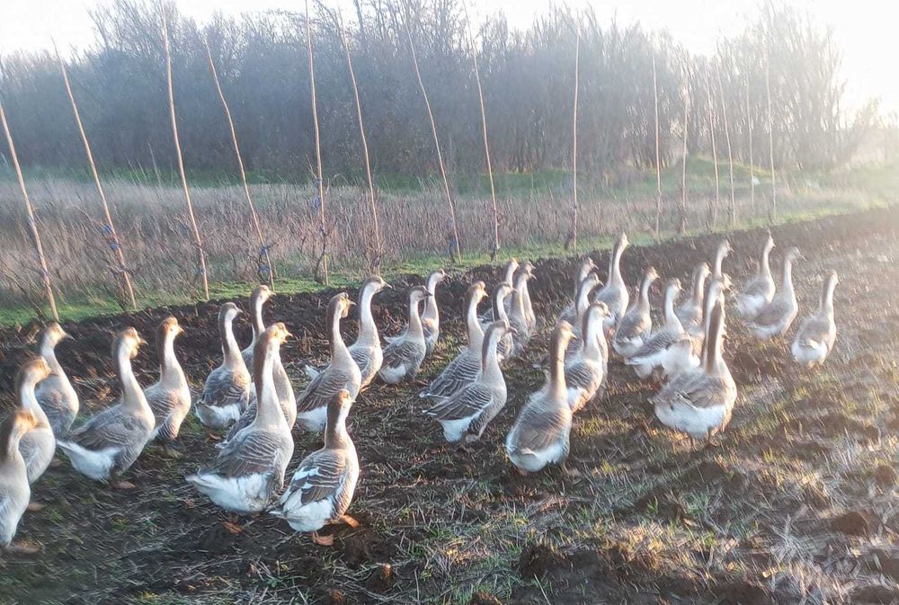 Vând gâște si gâscani leșești