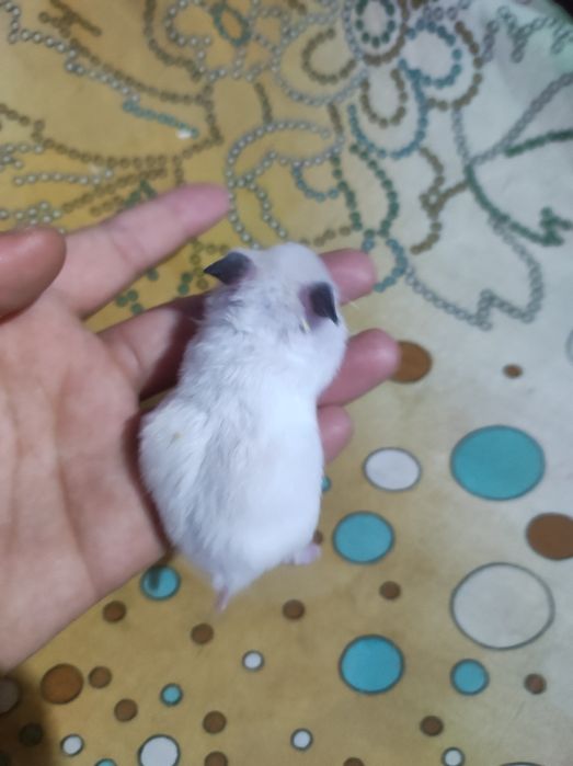 Khamilyon uy hayvoni