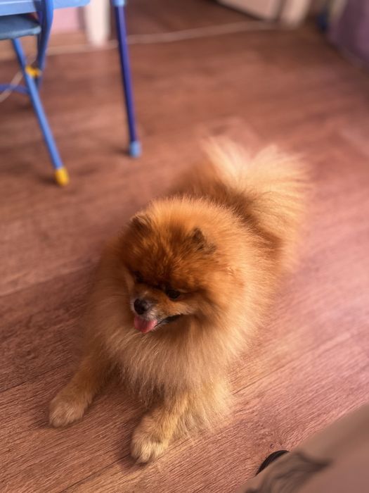 Померанский шпиц вязка