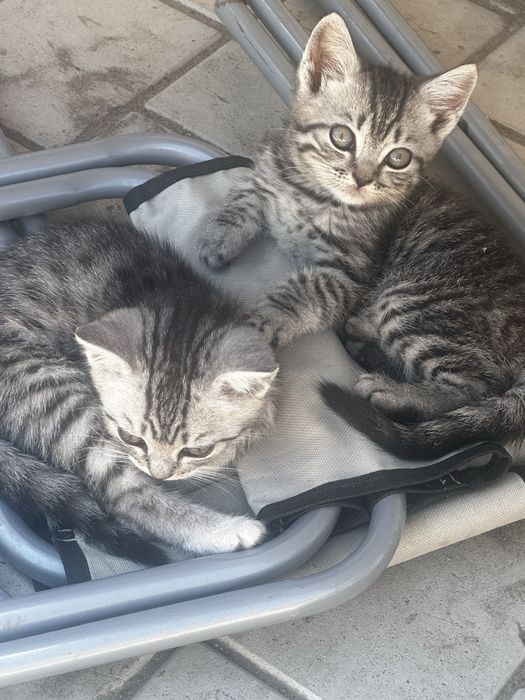 Продам котят шотландцы !!