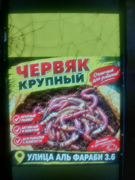 Яервя балыққа ірі крупный