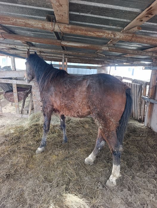 3жасар байтал каны бар