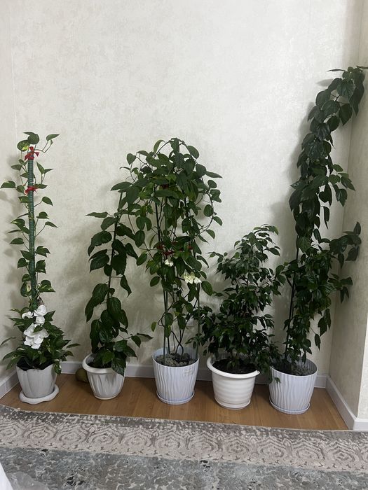 Продам комнатные цветы