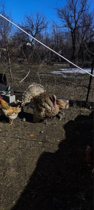 Продам крупногг молодого самца индюка