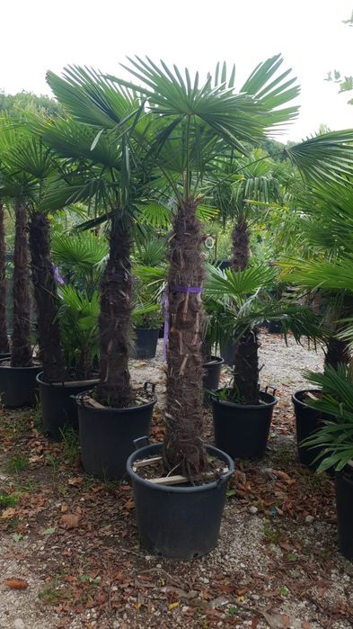 Palmierii trachicarpus Fortunei toate dimensiunile