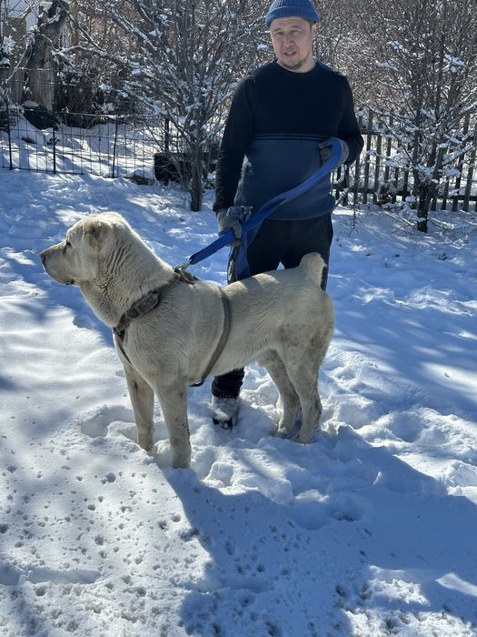 Отдам кабеля Алабай крупного для охраны