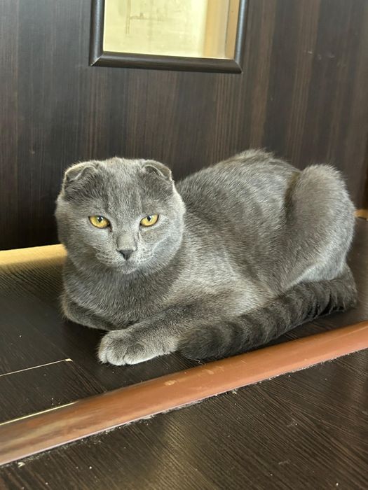 Шотландский вислоухии 6 мес мальчик