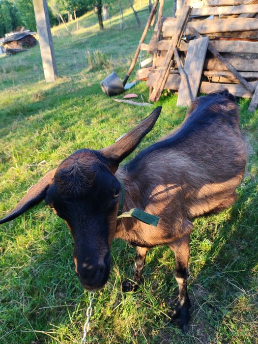 Capra de vânzare sau schimb