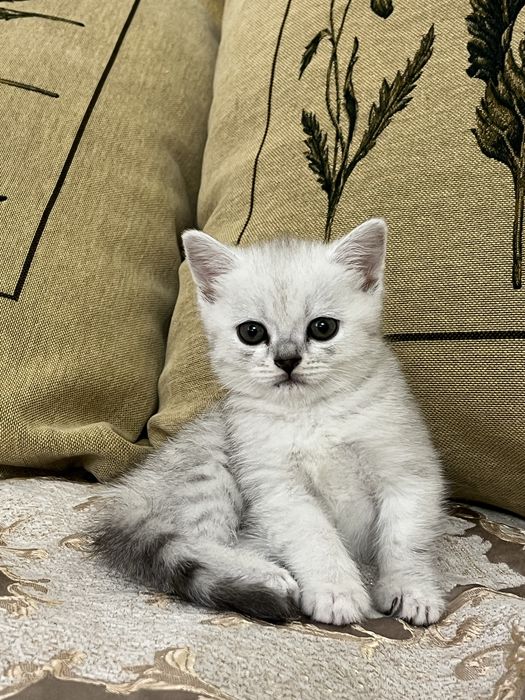 Котенок Шин Шиллы 1мес
