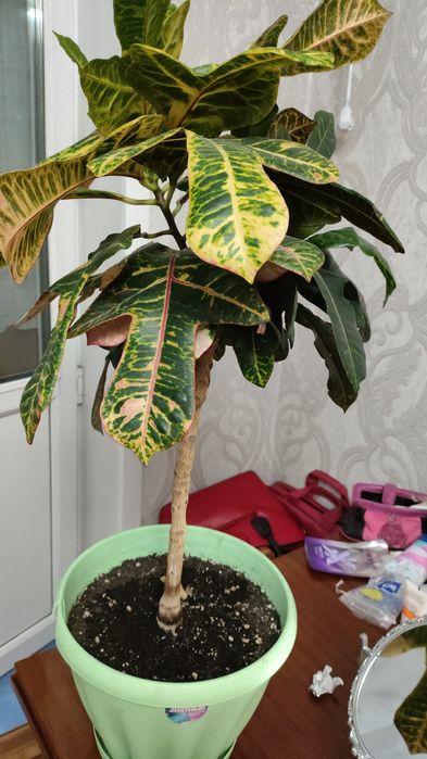 Продам комнатные цветы 50 горшков