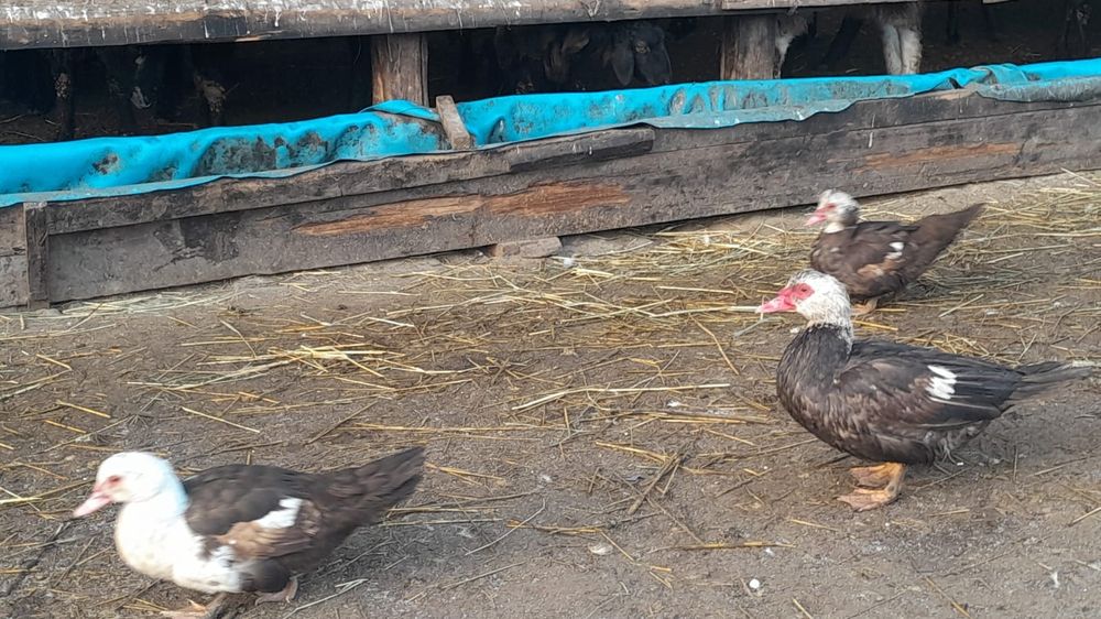 Продам хороших уток