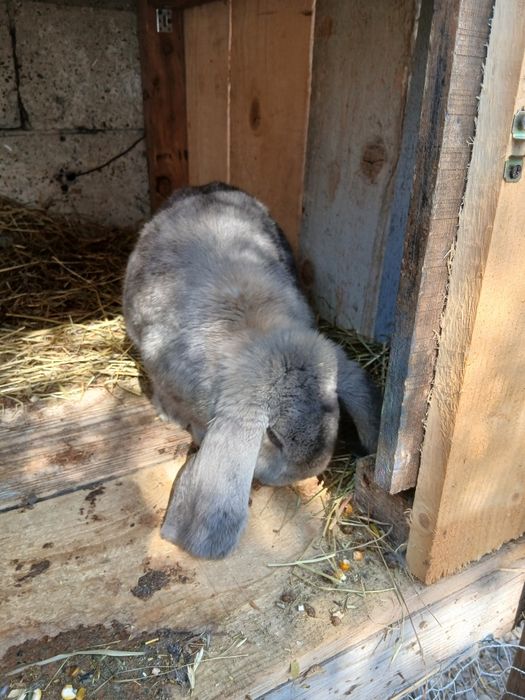 Vând mascul Berbec German!