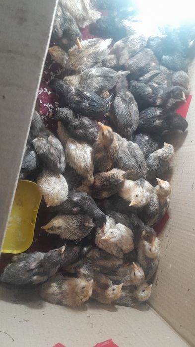 Адилер балапандары