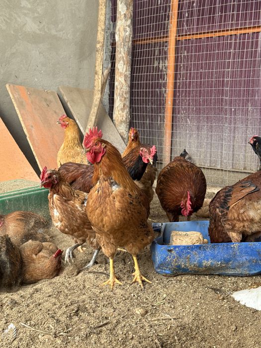 Қораздар сатылады