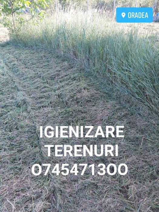 Defrișat taiat iarba  vegetație spini mărăcini .