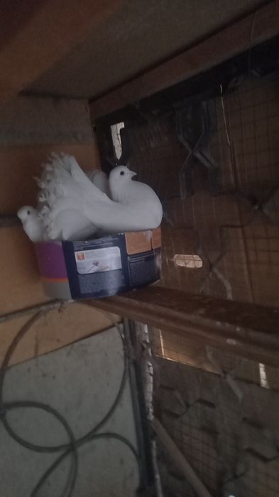 Голуби павлины кептер