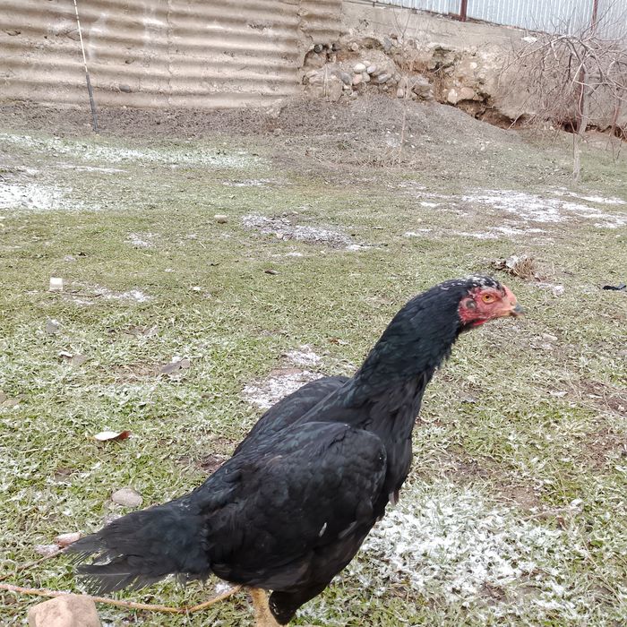 Продаю даканих бойцовых