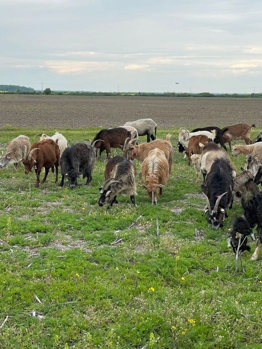 Vand 5 capre  grase bune pentru sacrificare sau de tinut