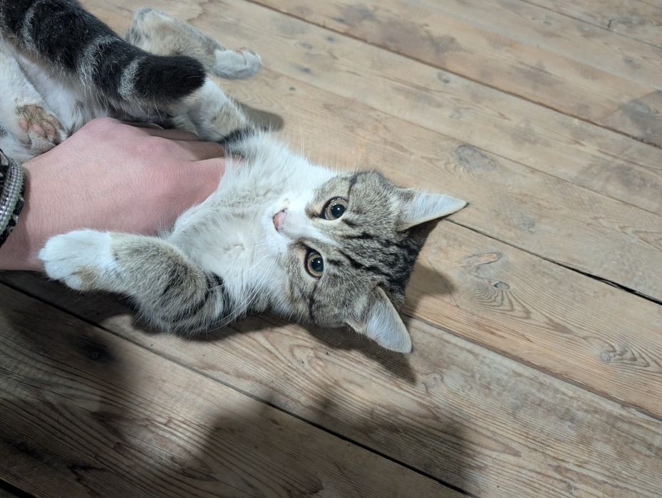 Отдадим котят в хорошие руки