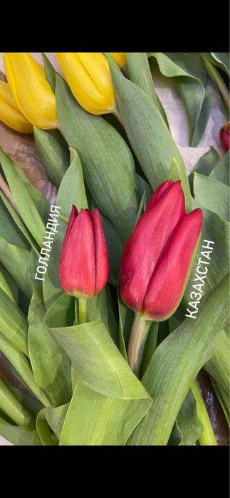 Тюльпаны отпом.