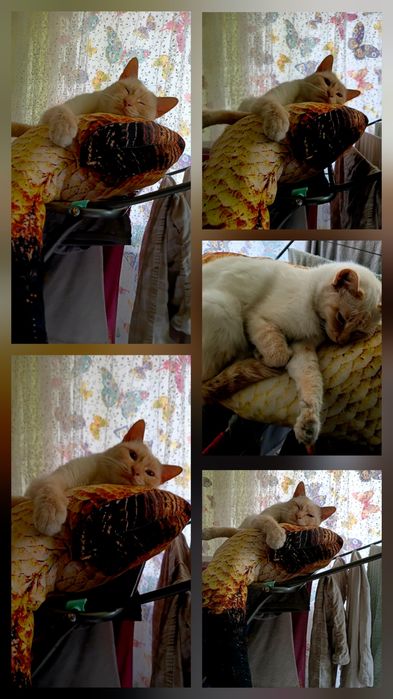 Отдам кота в добрые руки.