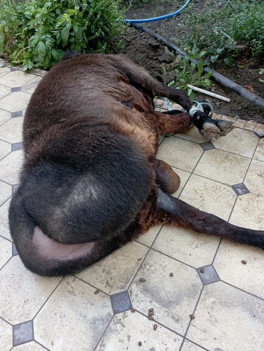 Қассоб -Qassob-Мясник сервис хизмати