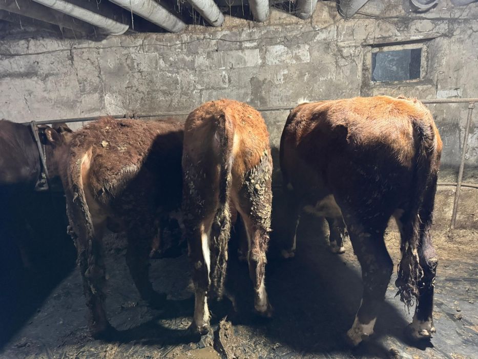 Откорм бычки 1 годовалые бұқа ақбас,