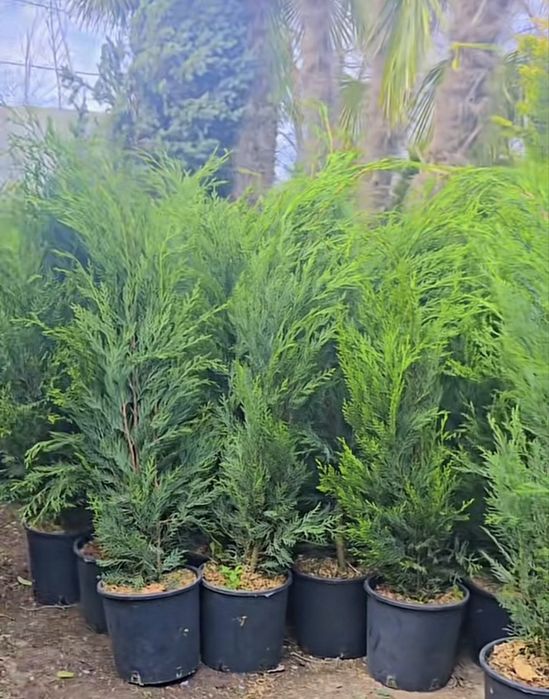 leylandii cupressus pentru gard viu 1 m