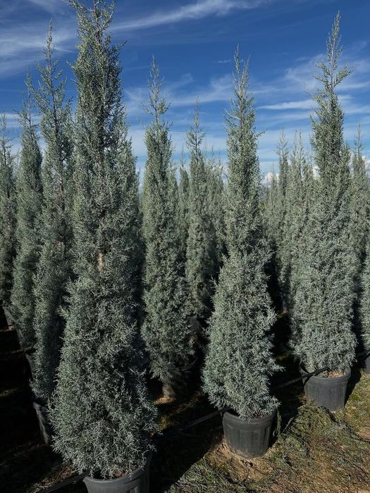 Акция! Кипарис Аризоника Хидли 2.5 метргача