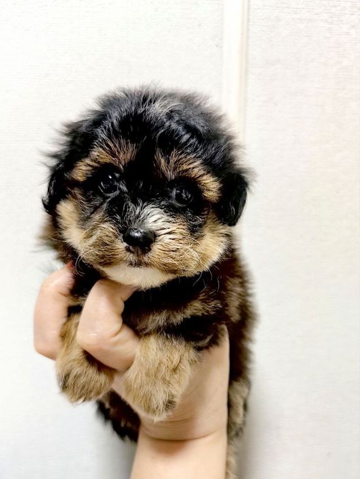 Щенки мальтипу F1 мальчик и девочка