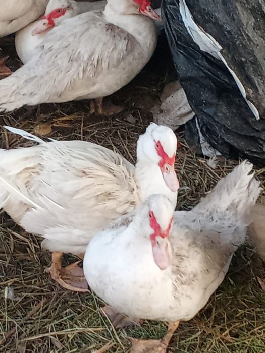 Индоутки тяжёлой линии