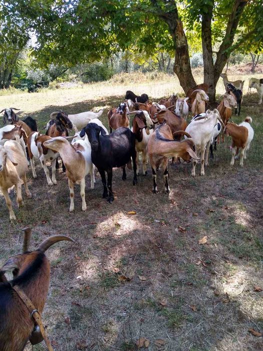 Продавам кози 20 броя